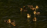 nice littles ducks by crystaliane, Photography->Birds gallery