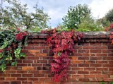 Autumnal brick wall by mausi2541, photography->nature gallery