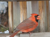Cardinal rouge by slopez, Photography->Birds gallery