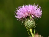 Yon thistle by onespock, Photography->Flowers gallery