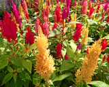 Mixed Celosia by trixxie17, photography->flowers gallery