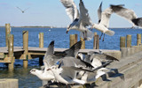 Gulls in Motion by jerseygurl, photography->birds gallery