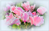 Cyclamen by LynEve, photography->flowers gallery
