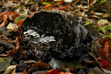 fall fungus fest for friday by Salishutter, photography->mushrooms gallery