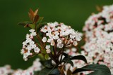 Viburnum Tinus by elektronist, photography->flowers gallery