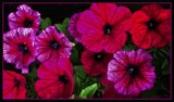 Petunias. by LynEve, photography->flowers gallery