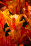 Flaming Tulips by Pistos, photography->flowers gallery