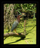 Heron Portrait by gerryp, Photography->Birds gallery