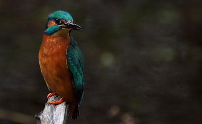 Click here to view at full resolution.