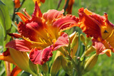July 2020 by jerseygurl, photography->flowers gallery