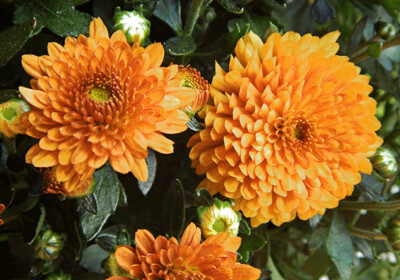 Click here to view at full resolution.