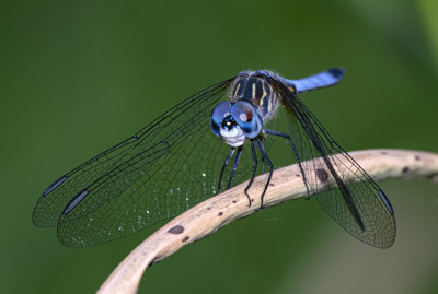 Click here to view at full resolution.