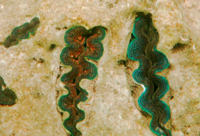 Click here to view at full resolution.