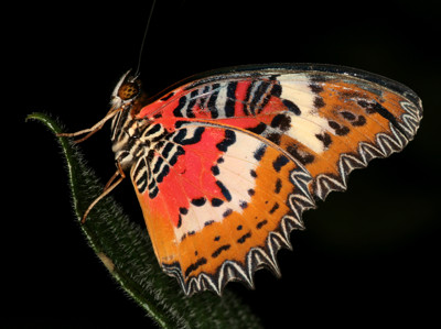 Click here to view at full resolution.