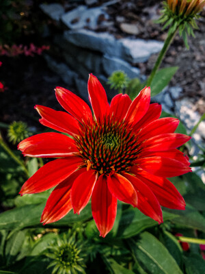 Click here to view at full resolution.