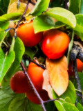 Persimmons by Rahjure, photography->flowers gallery