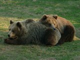 Brown bear by samarn, photography->animals gallery