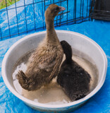 Homeschooled Ducks by Pistos, photography->animals gallery