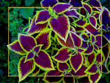 Coleus by MarianaEwa, Photography->Flowers gallery