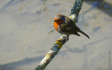 Robin in the marshland by gonedigital, Photography->Birds gallery