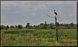 Heron In A Tree by Jimbobedsel, photography->landscape gallery