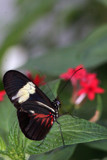 Butterfly by Michi84, Photography->Animals gallery