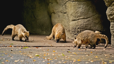 Click here to view at full resolution.