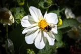 Bee #3 by LynEve, photography->flowers gallery