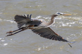 Glider by rahto, photography->birds gallery