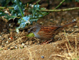 Dunnock 2 by biffobear, photography->birds gallery