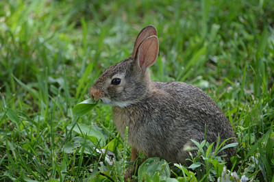 Click here to view at full resolution.