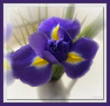 Iris by LynEve, photography->flowers gallery