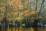 Under The Canopy by PatAndre, Photography->Water gallery