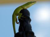 The Lookout by Foxfire66, Photography->Reptiles/amphibians gallery