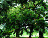 The Oaks by LakeMichigan, photography->landscape gallery