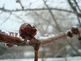 Frozen Tree Branch 1 by Muffinchinoboistyle, Photography->Nature gallery