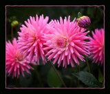 Boldly Pink by LynEve, photography->flowers gallery