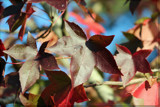 Autumn Leaves by slushie, photography->nature gallery