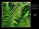 Ferns by LynEve, Photography->Nature gallery