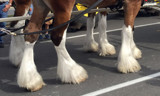 and Feathers For His Feet by PatAndre, photography->animals gallery