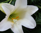 Lily for the Season by Starglow, photography->flowers gallery
