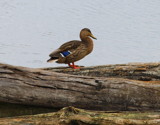 Sitting Duck by Pistos, photography->birds gallery