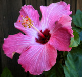 Hibiscus bloom by amishy, photography->flowers gallery