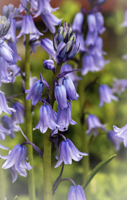 Click here to view at full resolution.