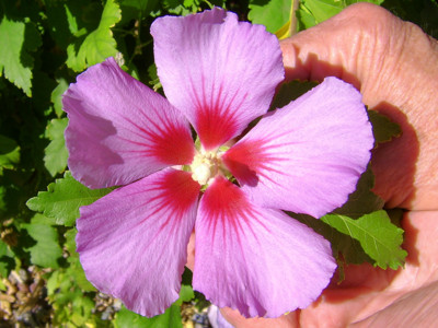 Click here to view at full resolution.