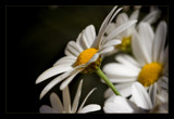 diagonal daisies by JQ, Photography->Flowers gallery