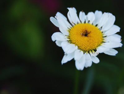 Click here to view at full resolution.