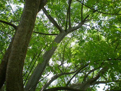 Click here to view at full resolution.