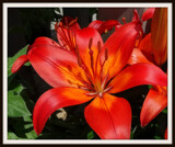 Lily by Starglow, photography->flowers gallery