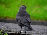 Jackdaw.. by biffobear, photography->birds gallery